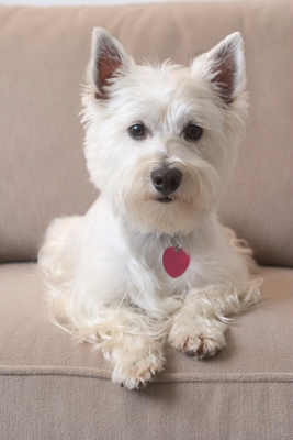 upholstery-cleaning-pets
